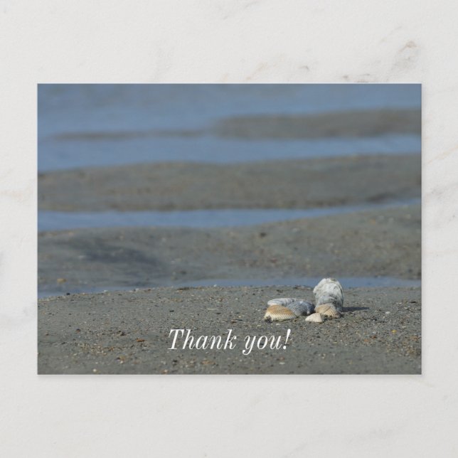 Seashell Pile Postcard (Front)