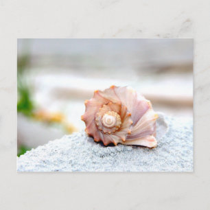 Seashell Postcard
