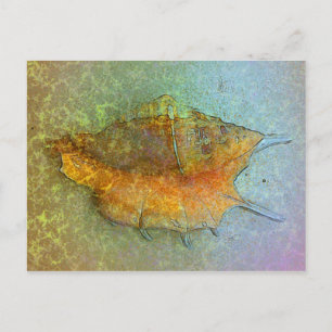 SEASHELL Postcard