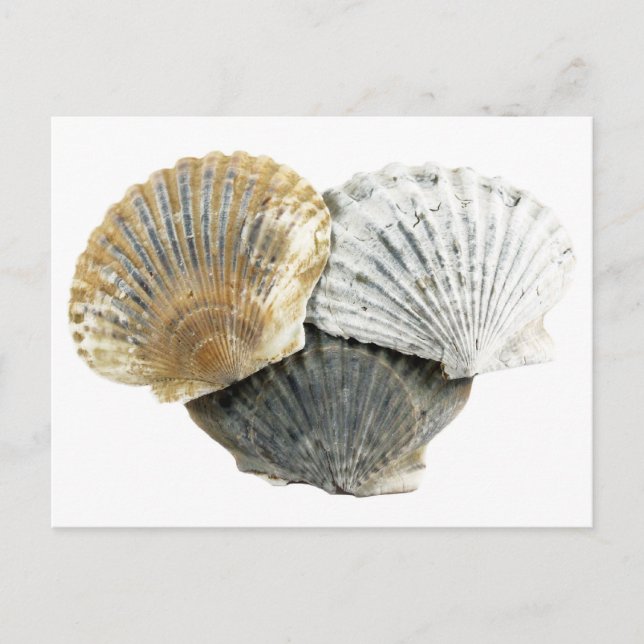 Seashell Postcard (Front)