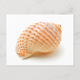 Seashell Postcard