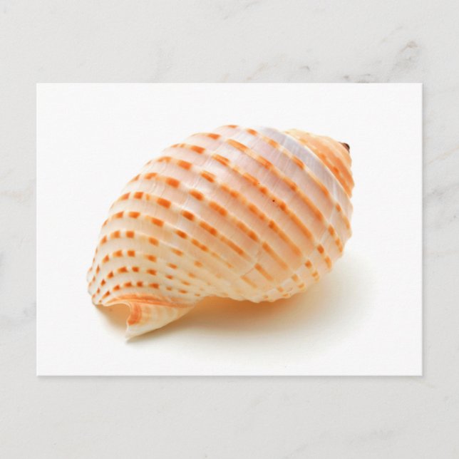 Seashell Postcard (Front)