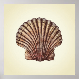 Seashell Poster