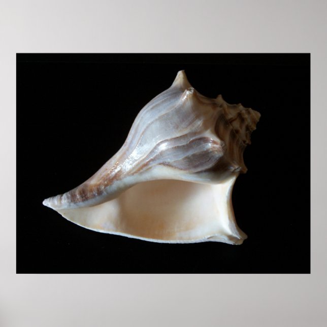 Seashell Poster (Front)