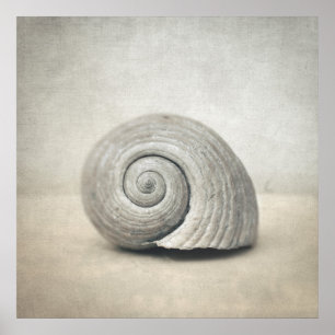 Seashell Poster