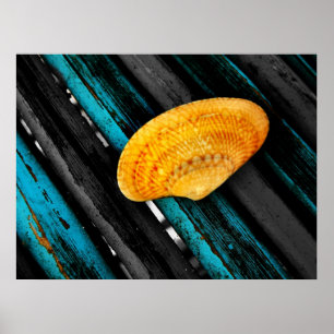 seashell poster