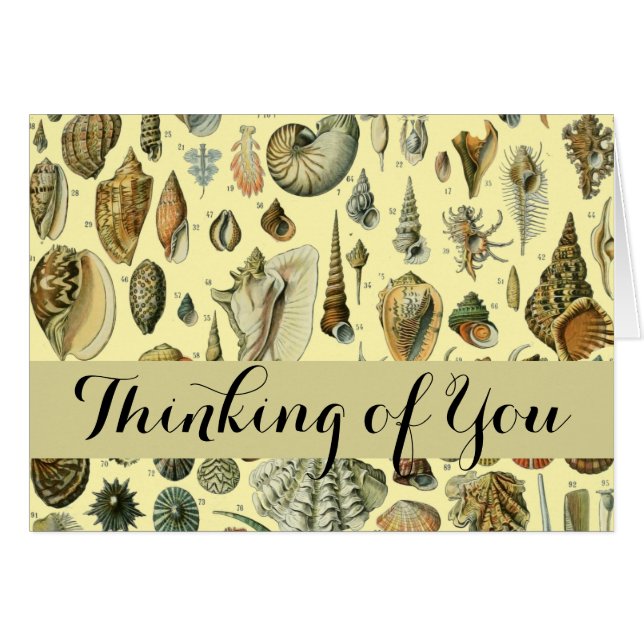 Seashell Shell Mollusk Clam Elegant Classic Art (Front Horizontal)