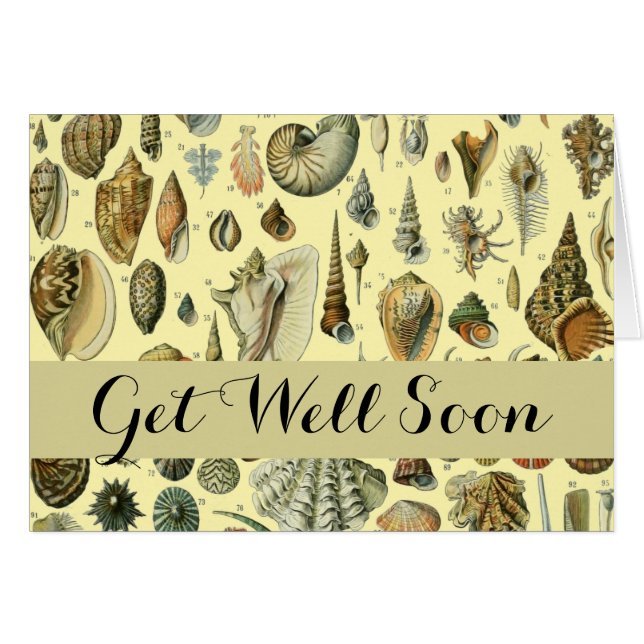 Seashell Shell Mollusk Clam Elegant Classic Art (Front Horizontal)