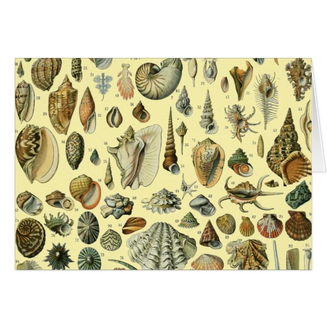 Seashell Shell Mollusk Clam Elegant Classic Art (Front Horizontal)