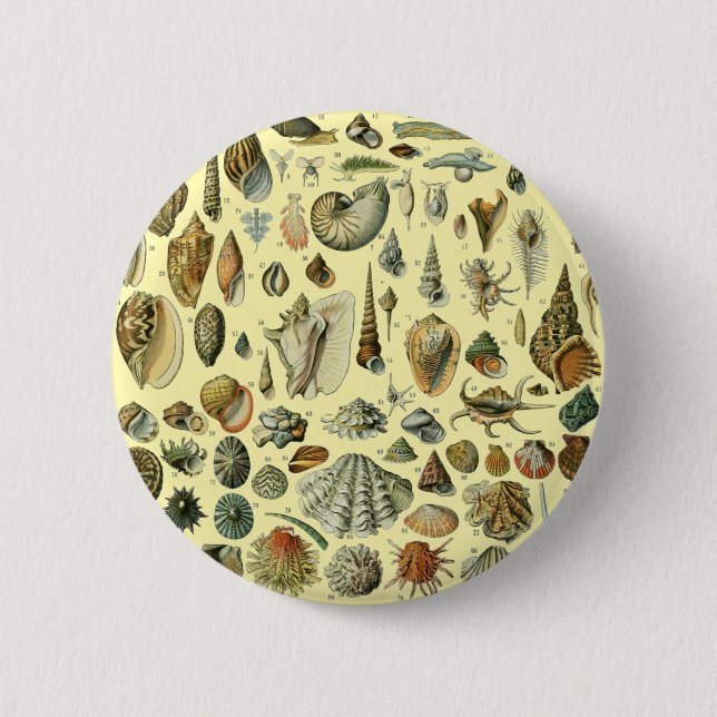 Seashell Shell Mollusk Clam Elegant Classic Art 6 Cm Round Badge (Front)