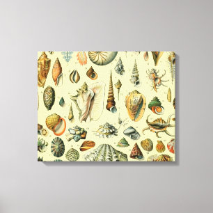 Seashell Shell Mollusk Clam Elegant Classic Art Canvas Print
