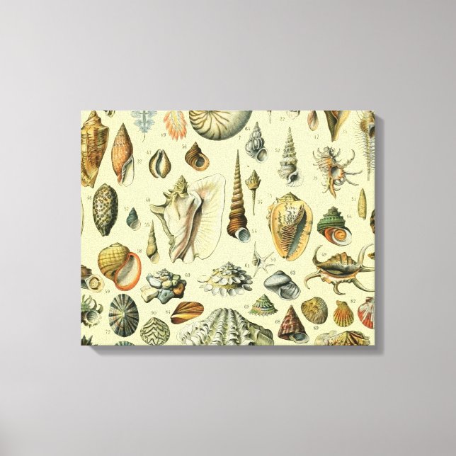 Seashell Shell Mollusk Clam Elegant Classic Art Canvas Print (Front)