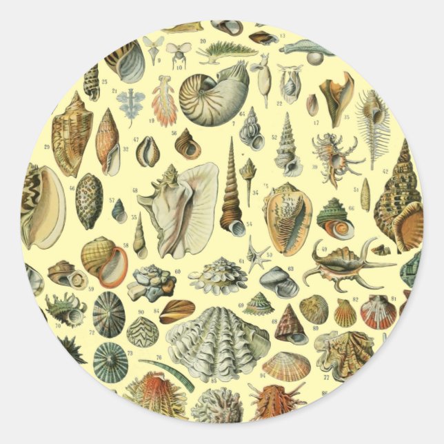 Seashell Shell Mollusk Clam Elegant Classic Art Classic Round Sticker (Front)