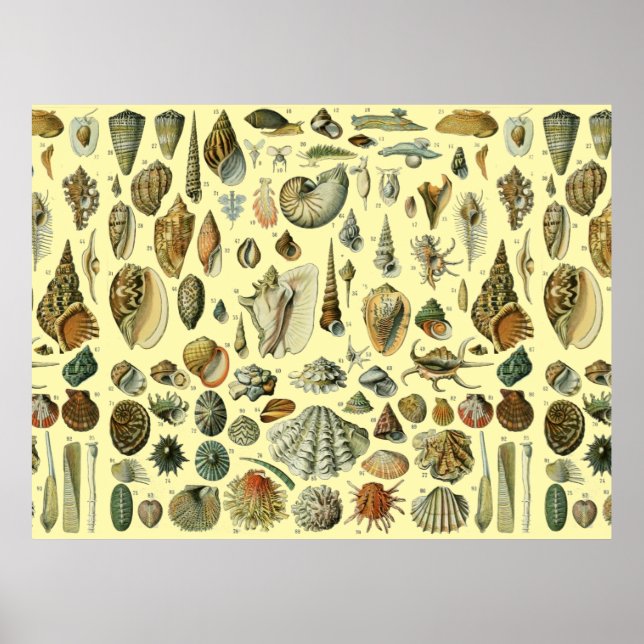 Seashell Shell Mollusk Clam Elegant Classic Art Poster (Front)