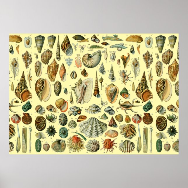 Seashell Shell Mollusk Clam Elegant Classic Art Poster (Front)