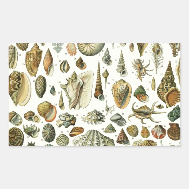 Seashell Shell Mollusk Clam Elegant Classic Art Rectangular Sticker (Front)