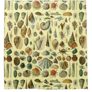 Seashell Shell Mollusk Clam Elegant Classic Art Shower Curtain