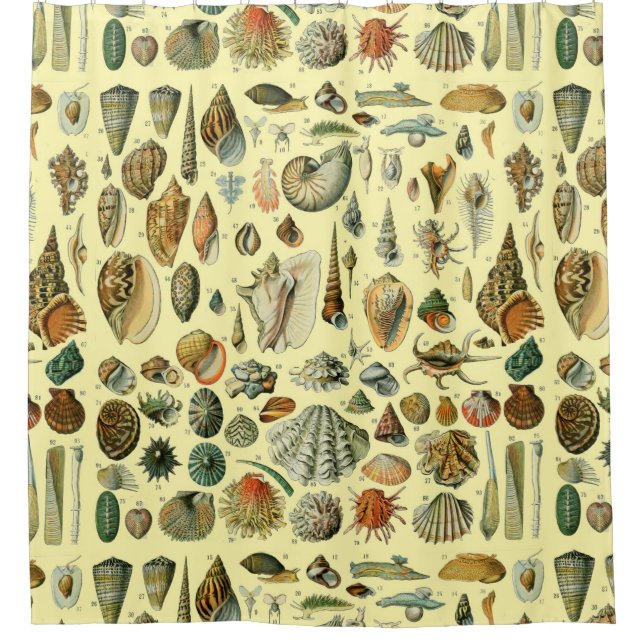 Seashell Shell Mollusk Clam Elegant Classic Art Shower Curtain (Front)
