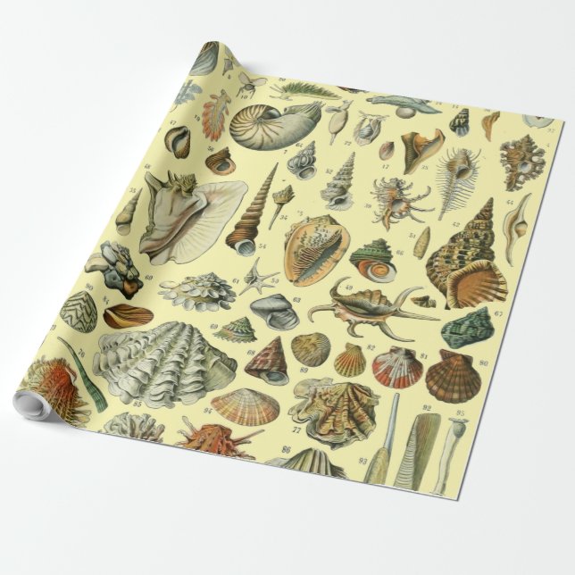Seashell Shell Mollusk Clam Elegant Classic Art Wrapping Paper (Unrolled)