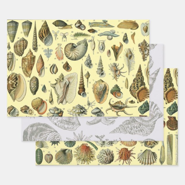 Seashell Shell Mollusk Clam Elegant Classic Art Wrapping Paper Sheet (Set)