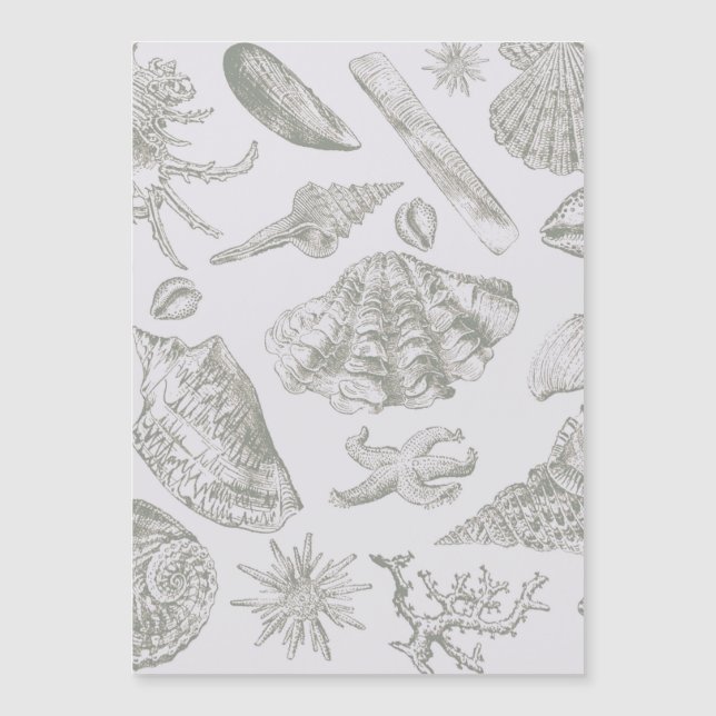 Seashell Soft Antique Art Beach Shells (Front)