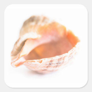 Seashell Square Sticker