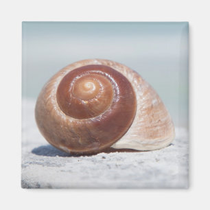 Seashell St. Petersburg, Florida Magnet