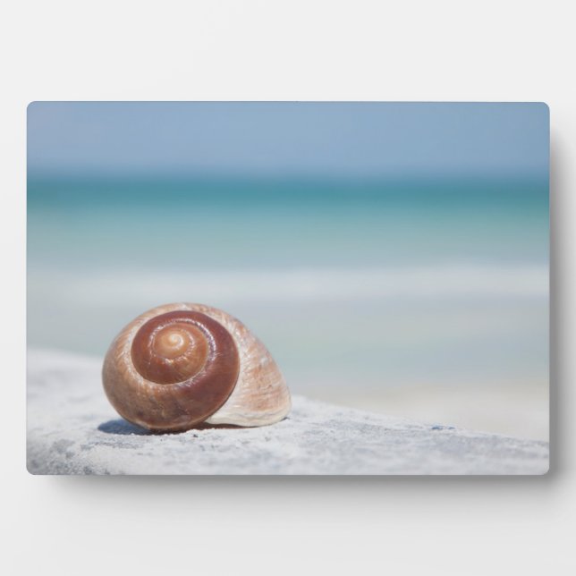 Seashell | St. Petersburg, Florida Plaque (Front)
