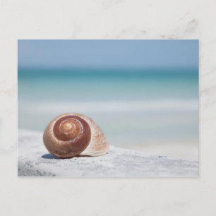 Seashell   St. Petersburg, Florida Postcard