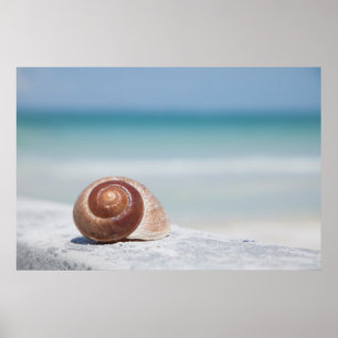 Seashell   St. Petersburg, Florida Poster