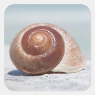 Seashell St. Petersburg, Florida Square Sticker