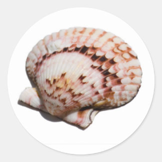 seashell sticker