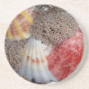 Seashells 4 coaster