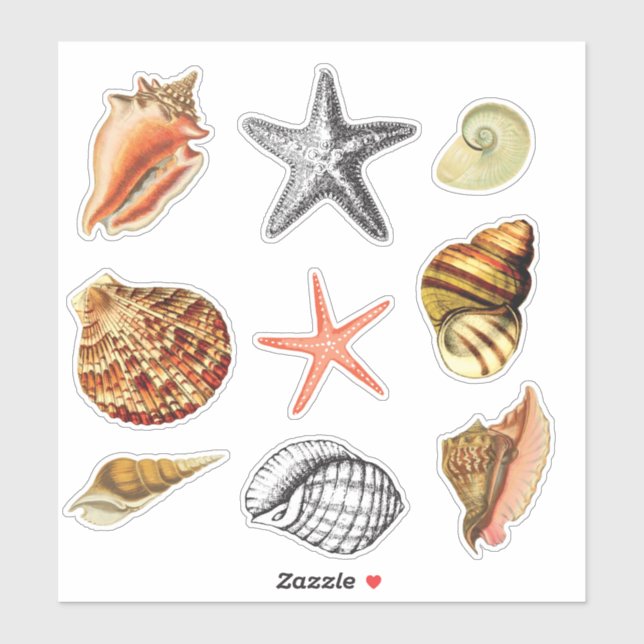 seashells artistic vintage style (Sheet)