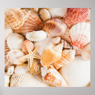 Seashells background: marine theme. poster