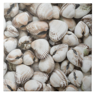 Seashells background tile