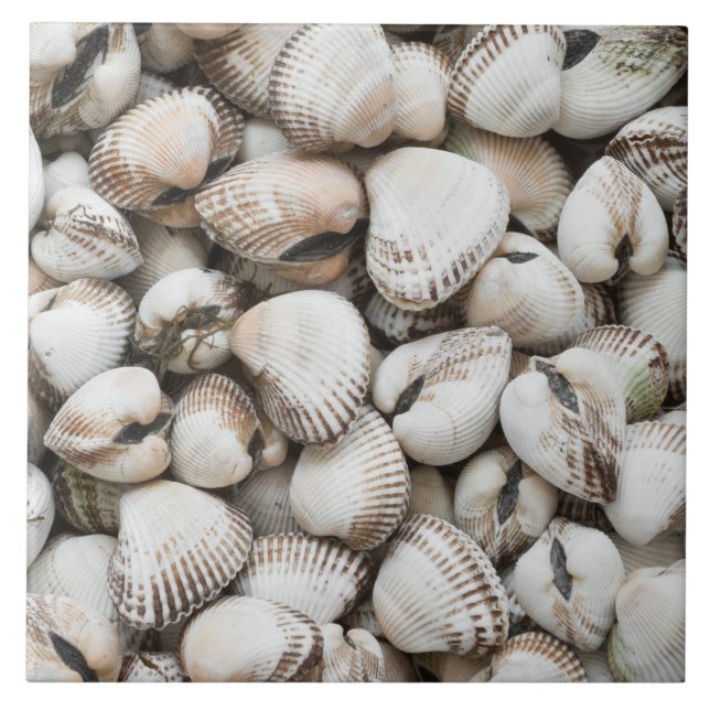 Seashells background tile (Front)