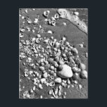 Seashells Beach Black & White Florida Photo Postcard<br><div class="desc">Hi there! Hope you like this photo I captured on my travels. Feel free to add your own text! Check my shop for more.</div>