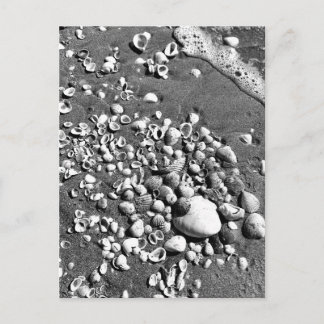 Seashells Beach Black & White Florida Photo Postcard
