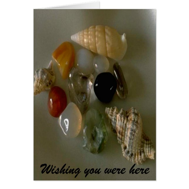 Seashells by the Seashore- (Front)