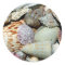 seashells