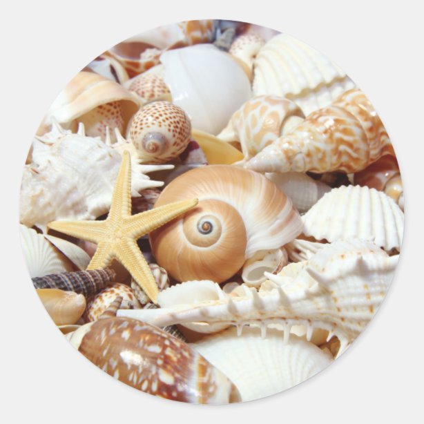 Shell Stickers & Labels | Zazzle UK