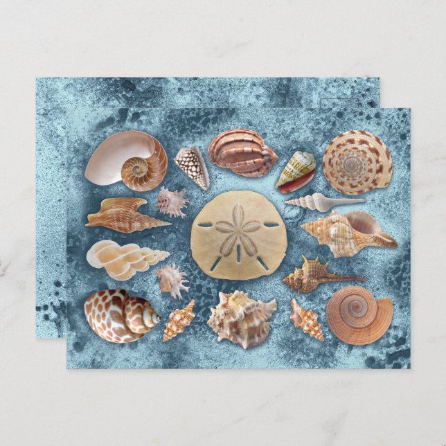 Seashells Collection Postcard (Front/Back)
