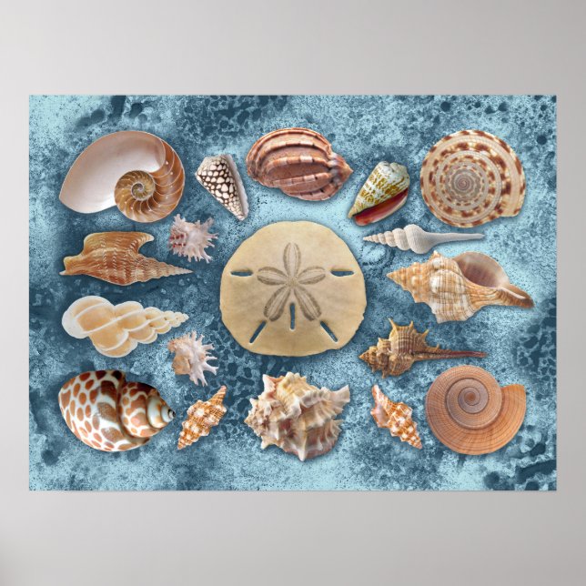 Seashells Collection Poster (Front)