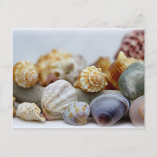 Seashells from the Seashore Postcard