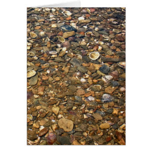 Seashells in Clear Creek