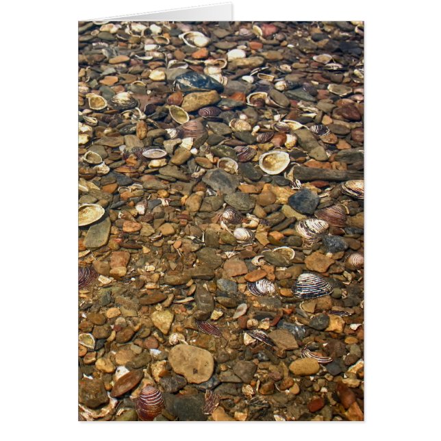 Seashells in Clear Creek (Front)