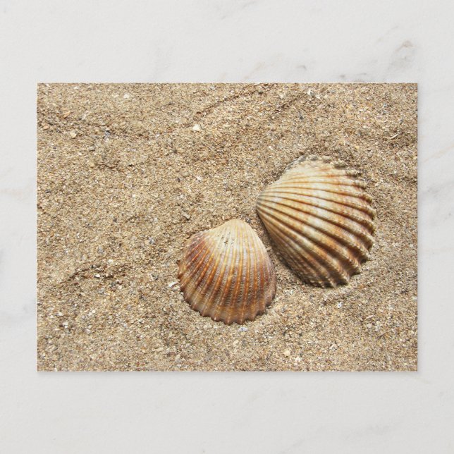 Seashells In Sand postcard (Front)