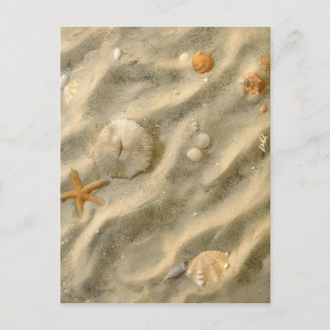 Seashells In Sand Postcard (Front)