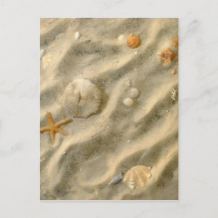 Seashells In Sand Postcard